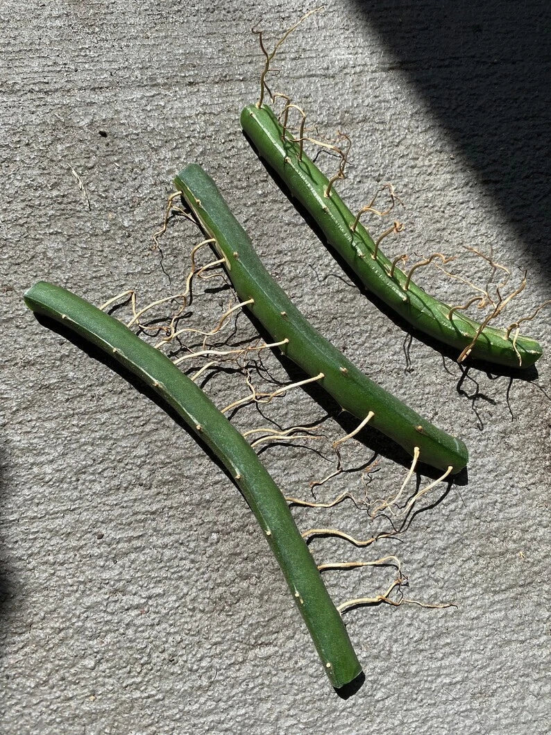 Dragon Fruit Cuttings 3 Pack | Vietnamese White Edible Plant | Hylocereus undatus