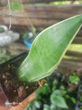 Sansevieria Night Owl Plant - 6" Pot - Variegated Snake Plant - Sansevieria trifasciata 'Night Owl'