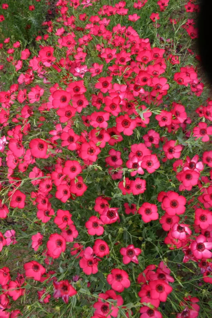 Scarlet Flax Seeds - 400+ Fresh Seeds - Linum usitatissimum - Non-GMO Organic Garden Planting