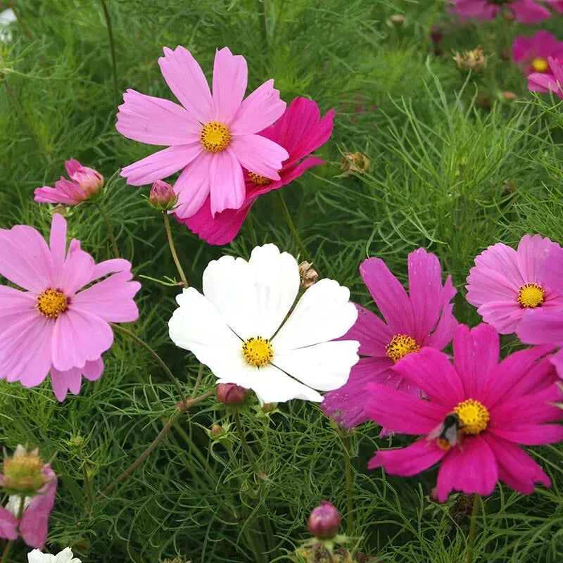 Dwarf Early Sensation Mix Cosmos Seeds - 200+ Pack - Colorful Garden Flowers - Cosmos bipinnatus