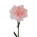 Pretty in Pink Carnation Cuttings for Rooting - 15 Cuts - Dianthus caryophyllus
