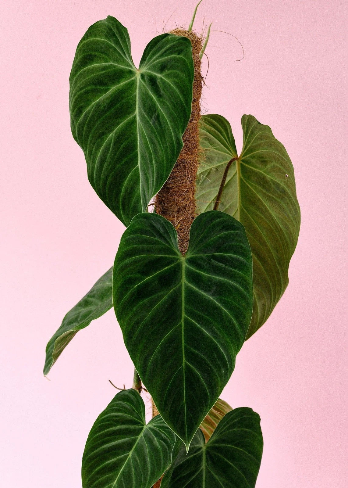 Philodendron Cutting x1, Splendid Variety, Rare Indoor Plant, Philodendron melanochrysum Hybrid