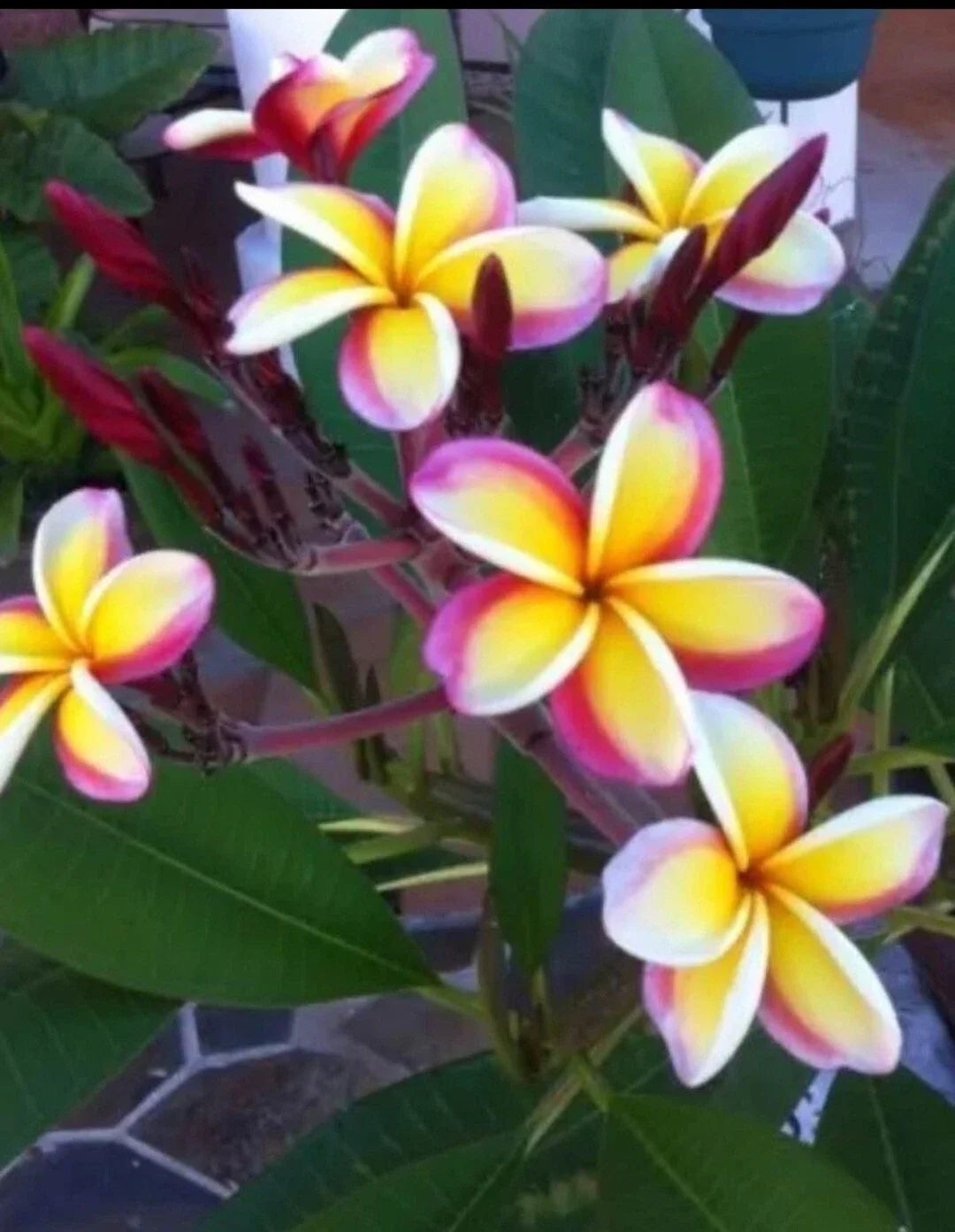 Plumeria Plant - 3 Inch Pot - Multicolor Variety - Rooted from Seeds - Exotic Flowering Plant