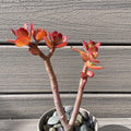 RARE RED AKAI Jade Succulent 7-8” Bare Rooted Crassula Ovata Bonsai Tree