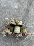 Rooted Sugarcane Cuttings - 5pcs Sweet Juicy Tropical Plant - Saccharum officinarum