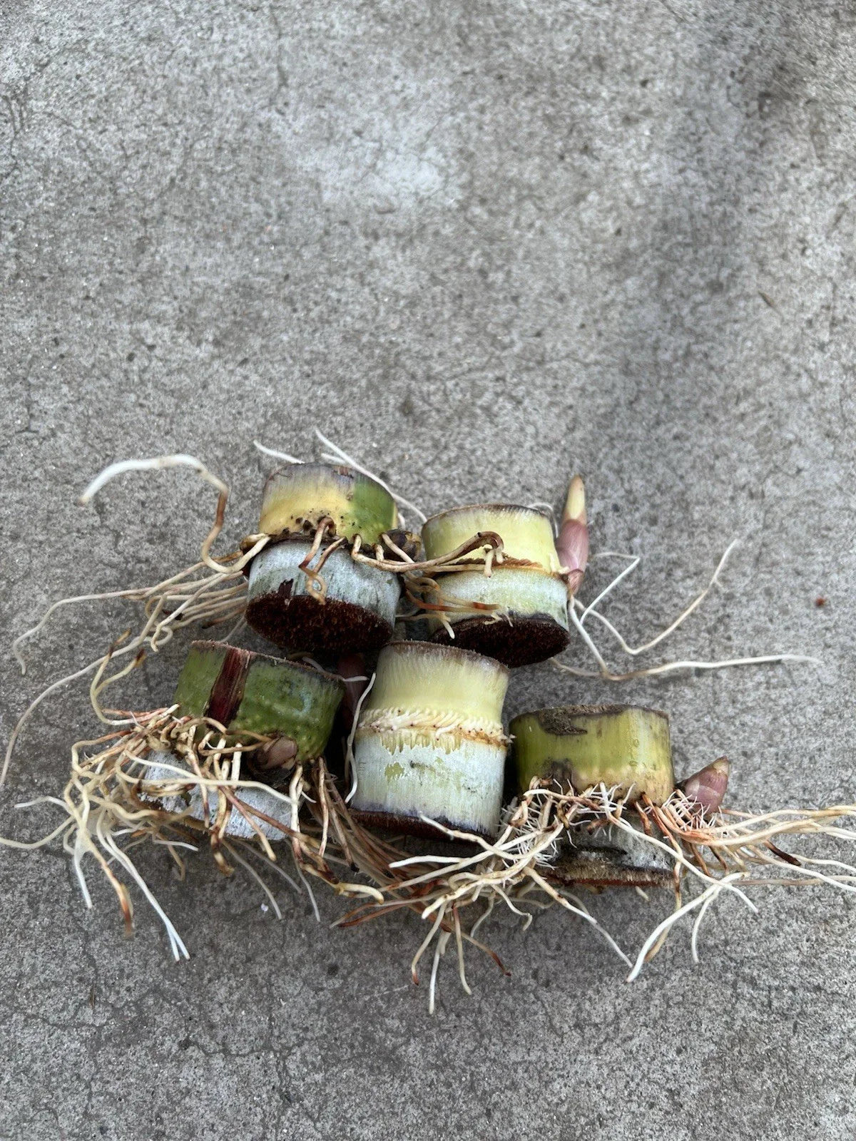 Rooted Sugarcane Cuttings - 5pcs Sweet Juicy Tropical Plant - Saccharum officinarum