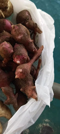 Red Mammoth Organic Sunchoke Tubers for Planting - Helianthus tuberosum - Red Jerusalem Artichoke