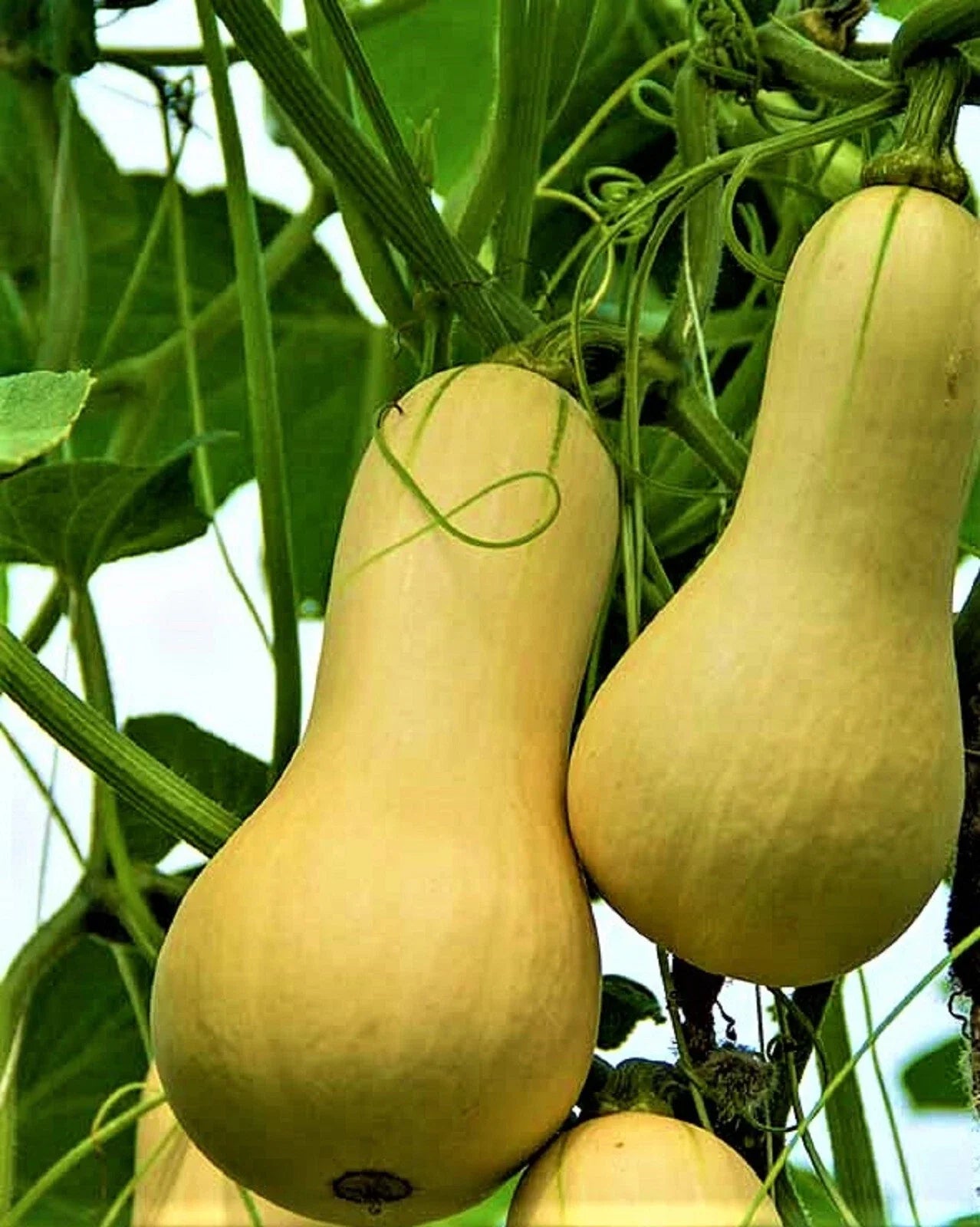Waltham Butternut Squash Seeds 25 Non-GMO - Cucurbita moschata - Heirloom Variety for Home Gardening