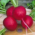 Radish Seeds 500+ Heirloom Champion Non-GMO - Perfect for Home Garden (Raphanus sativus)