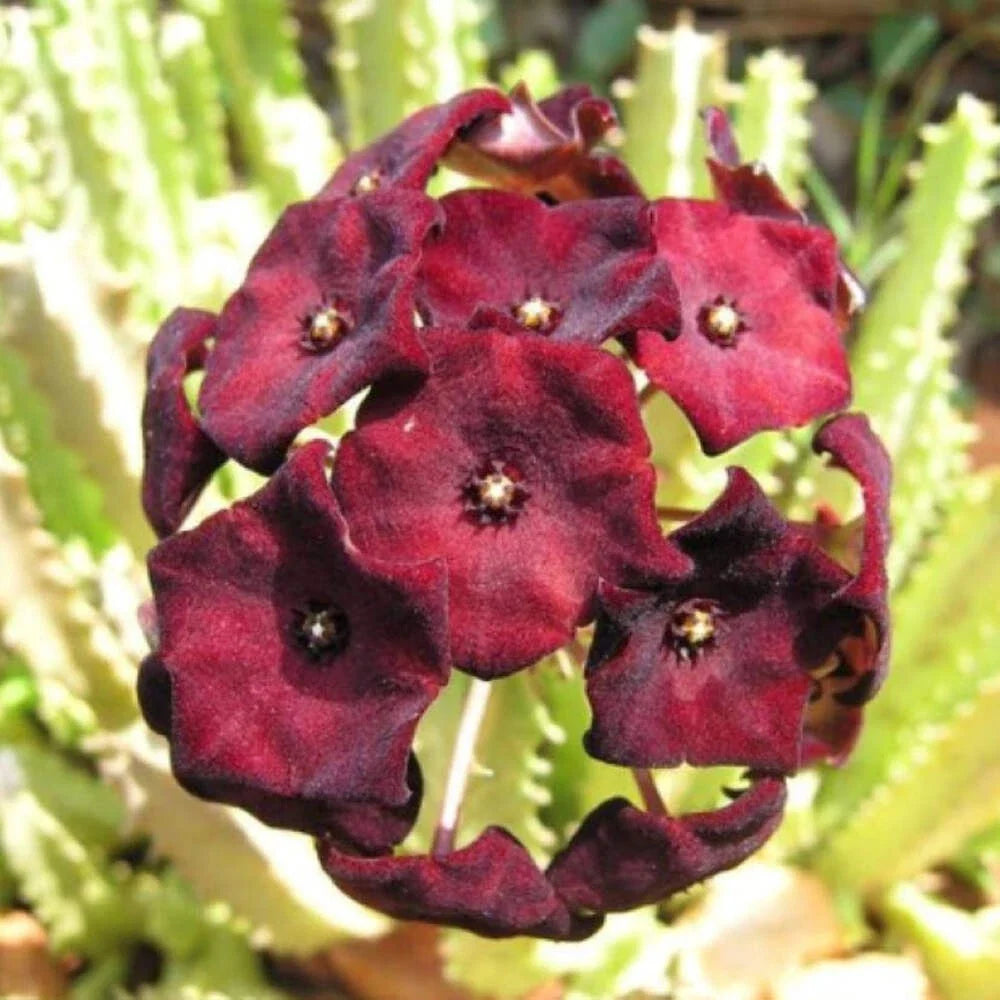 Caralluma Umbellata Potted Plant - 3.5" Rare Succulent - Well Rooted, Healthy
