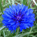 Dwarf Blue Bachelor Button Seeds - 400+ Cornflower Flower Garden - Centaurea Cyanus