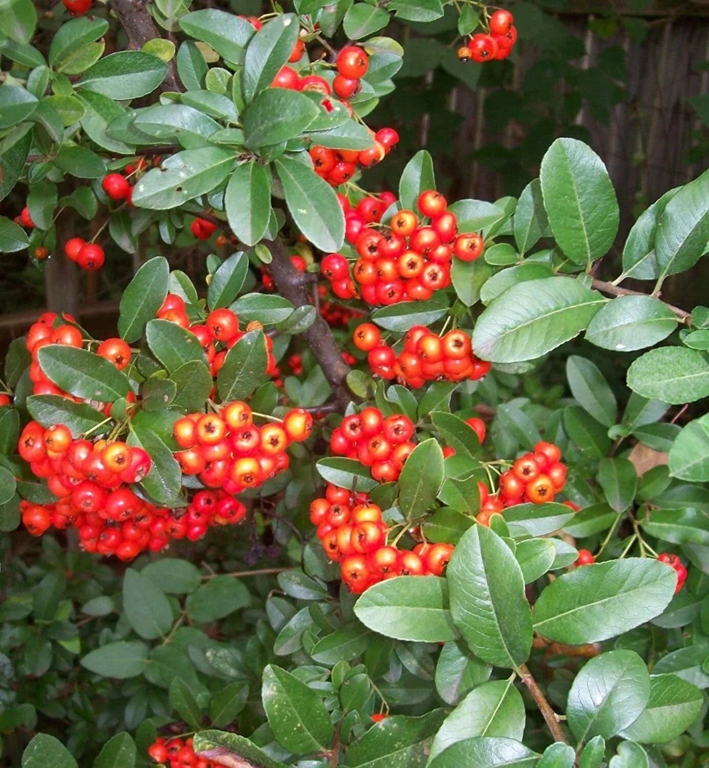 Scarlet Firethorn Seeds (30+ Seeds) - Pyracantha coccinea Shrub, Bush for Garden Landscaping