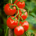 Moneymaker Vine Tomato Seeds | Indeterminate Cordon Stake Variety | Solanum lycopersicum | 2025 Season