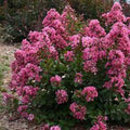 Peppermint Crape Myrtle Cuttings - 10 Unrooted Cuttings - Lagerstroemia indica 'Peppermint' - Free Shipping