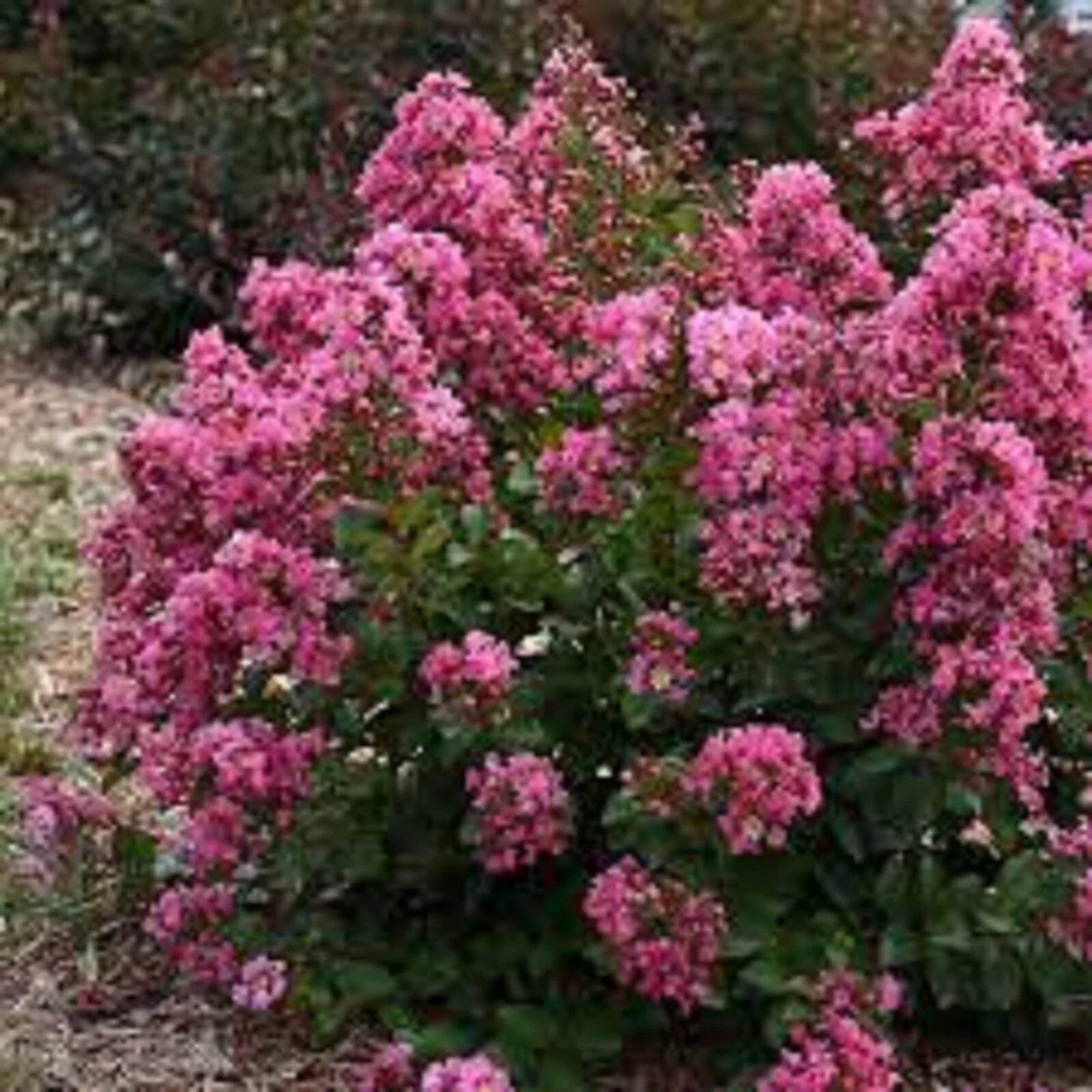 Peppermint Crape Myrtle Cuttings - 10 Unrooted Cuttings - Lagerstroemia indica 'Peppermint' - Free Shipping