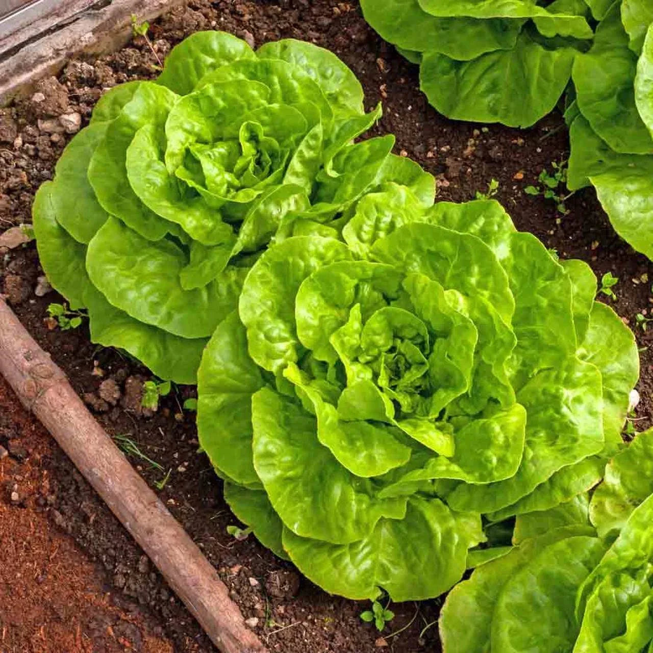 Buttercrunch Butterhead Lettuce Seeds - 1000+ Count - Lactuca sativa - Ideal for 2025 Planting in USA