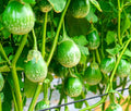 Thai Eggplant Seeds - 100+ Pack - Round, Ornamental & Tasty - Solanum melongena