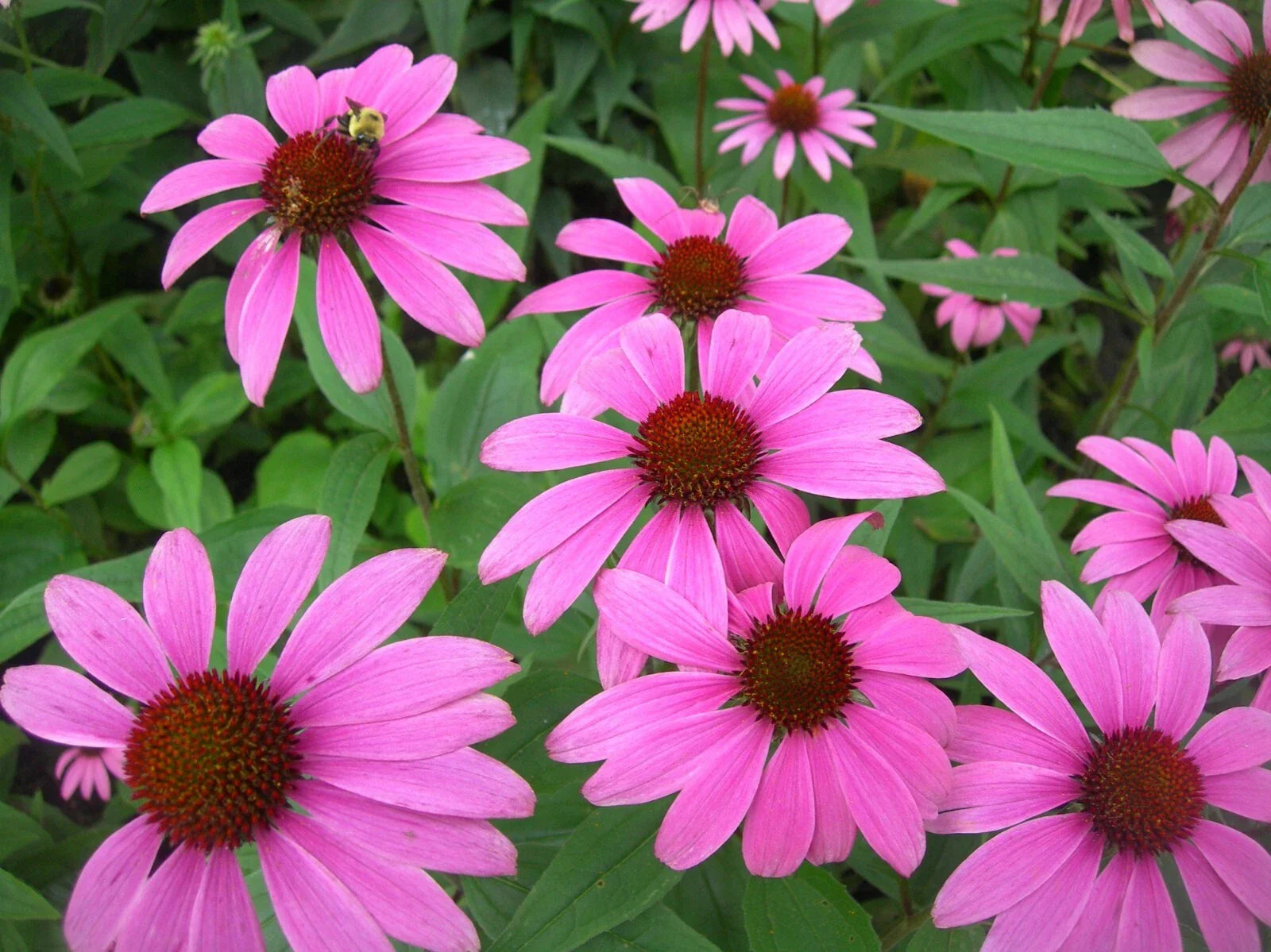 Organic Tennessee Coneflower Seeds - Echinacea tennesseensis - 10+ Premium Seeds - Free Shipping