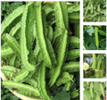 Winged Bean Seeds - 50+ Pack, Asparagus Pea, Pallang, Four Angled Bean, Dau Rong, High Germination Rate