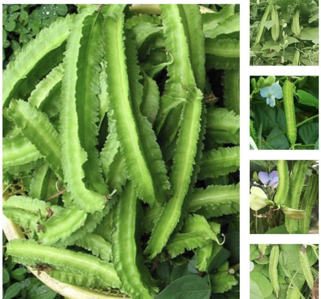 Winged Bean Seeds - 50+ Pack, Asparagus Pea, Pallang, Four Angled Bean, Dau Rong, High Germination Rate