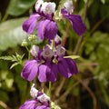 Collinsia heterophylla Flower Seeds, Chinese Houses, Unique Flower Shape, Perennial Garden Seeds