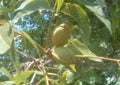Live Pecan Tree Seedlings - 2 Pack - Rooted - Ready to Plant - Carya illinoinensis