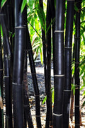 Timor Black Bamboo Seeds - 50 Exotic Clumping Privacy Seeds for Garden - Shade Screen Plant (Bambusa vulgaris)
