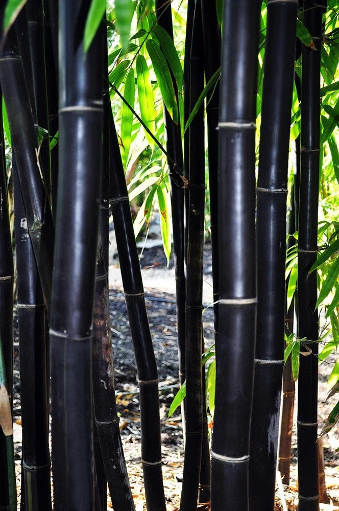 Timor Black Bamboo Seeds - 50 Exotic Clumping Privacy Seeds for Garden - Shade Screen Plant (Bambusa vulgaris)