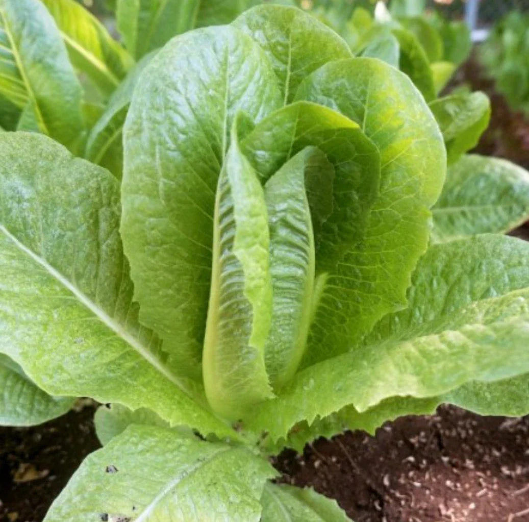 PARRIS ISLAND COS ROMAINE LETTUCE SEEDS - 4,000 Non-GMO Vegetable Seeds - Ideal for Home Garden - Lactuca sativa