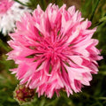 Pink Tall Bachelor Button Seeds - 1000+ Count - Centaurea cyanus 'Rose' - Ideal for 2025 Planting