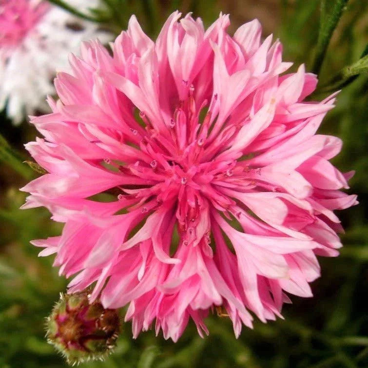 Pink Tall Bachelor Button Seeds - 1000+ Count - Centaurea cyanus 'Rose' - Ideal for 2025 Planting
