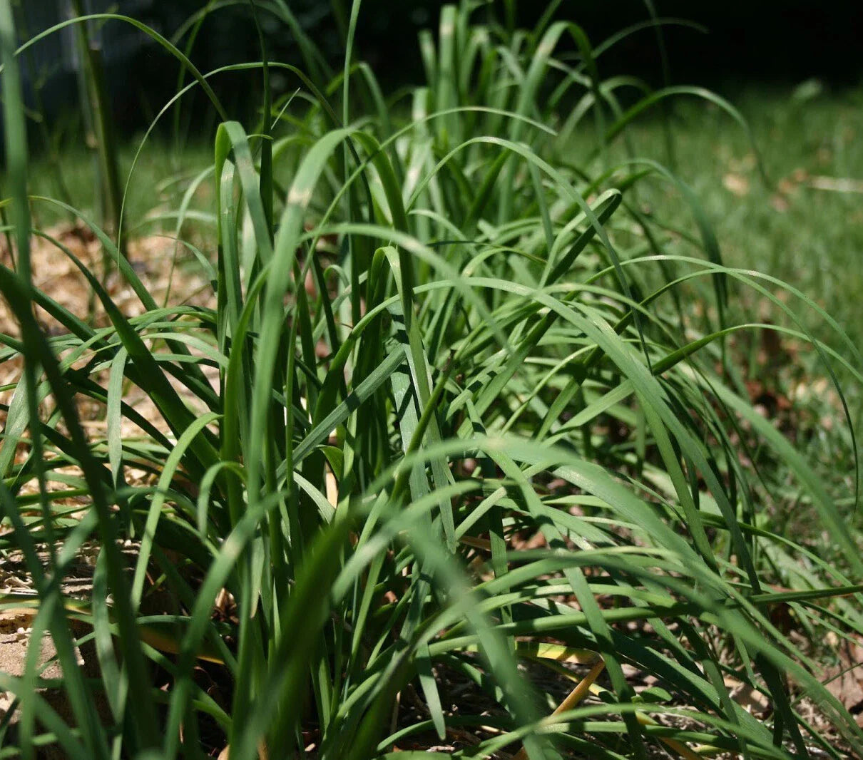 Garlic Chives Seeds 250+ Allium tuberosum Chinese Chives Vegetable Jiu Cai USA