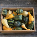 Organic Non-GMO Ornamental Gourd Seeds Mix - 25 Open-Pollinated Seeds - Decorative Fall Garden Varieties