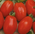 RIO GRANDE TOMATO SEEDS 100+ Vegetable Garden Culinary Sauce (Solanum lycopersicum) - Heirloom Variety