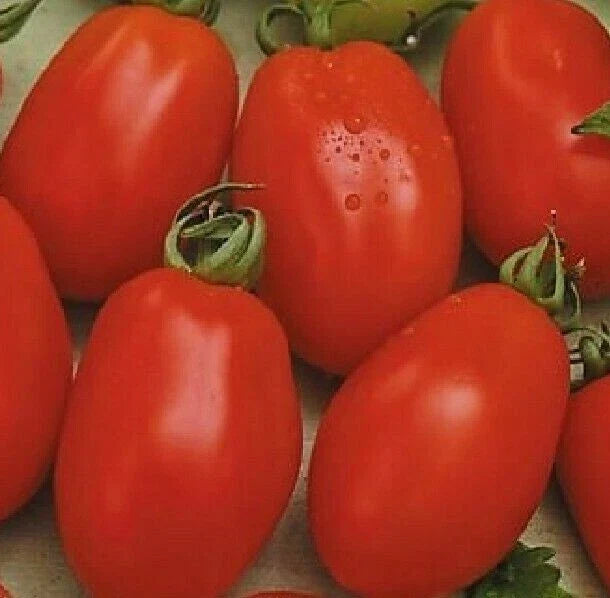 RIO GRANDE TOMATO SEEDS 100+ Vegetable Garden Culinary Sauce (Solanum lycopersicum) - Heirloom Variety
