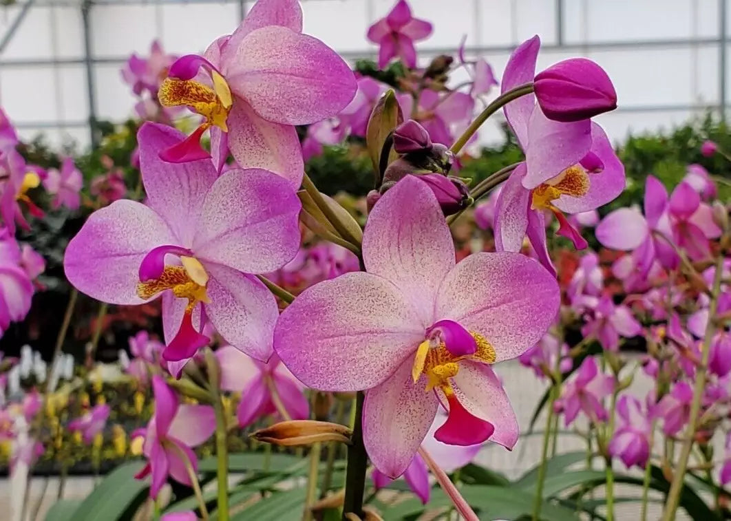Spathoglottis Harmony Orchid Plant 3" Pot Rooted Terrestrial