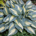 Hosta High Society Perennial Shade Plant in 5.25" Pot - Well Rooted, Variegated Foliage, June Sport (Hosta 'High Society')
