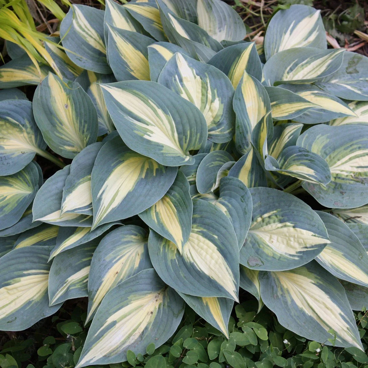Hosta High Society Perennial Shade Plant in 5.25" Pot - Well Rooted, Variegated Foliage, June Sport (Hosta 'High Society')