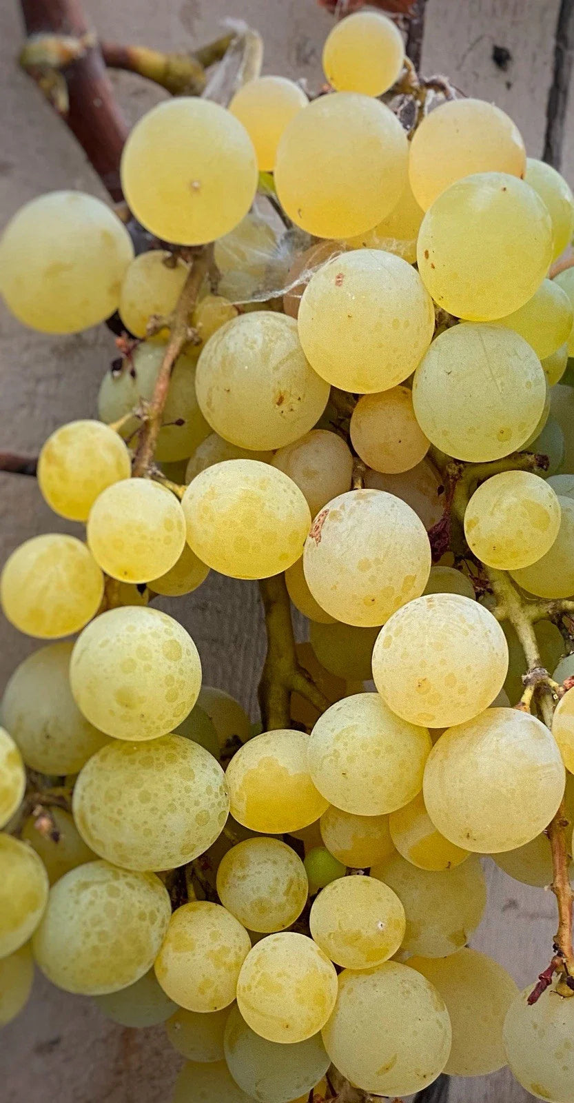 Golden Muscat Grape Cuttings - 4 Healthy Cuttings with 2-3 Nodes for Grafting or Rooting - Vitis vinifera