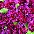 Double Blackberry Hollyhock Seeds - 25 Perennial Flower Seeds - Alcea rosea - US Seller