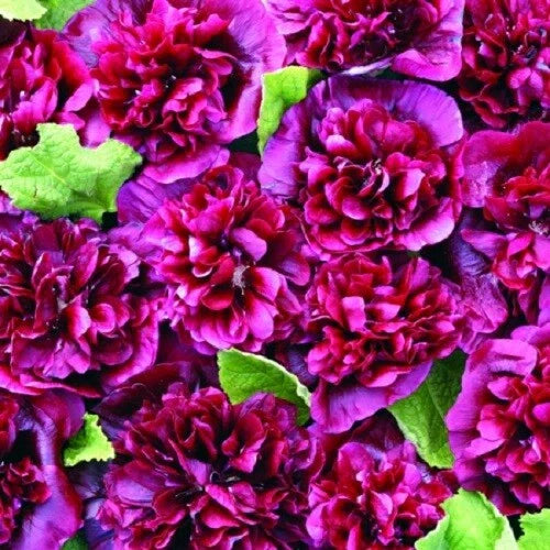 Double Blackberry Hollyhock Seeds - 25 Perennial Flower Seeds - Alcea rosea - US Seller