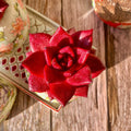 Rare Succulent Plant Agavoides v Romeo Rubin - Easy Care Live Bare Root Succulent