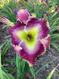 Mixed Daylilies - (50) Bare Root Plants - Premium Varieties for Garden - Hemerocallis
