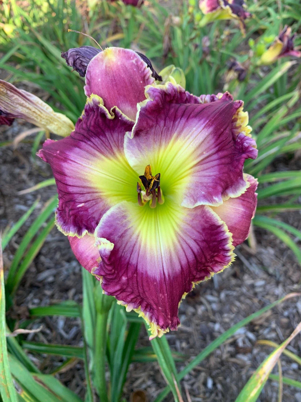 Mixed Daylilies - (50) Bare Root Plants - Premium Varieties for Garden - Hemerocallis