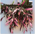 Fresh Cut Pseudorhipsalis Rhipsalis Ramulosa Red Pick - Unique Tropical Succulent Stems for Plant Lovers