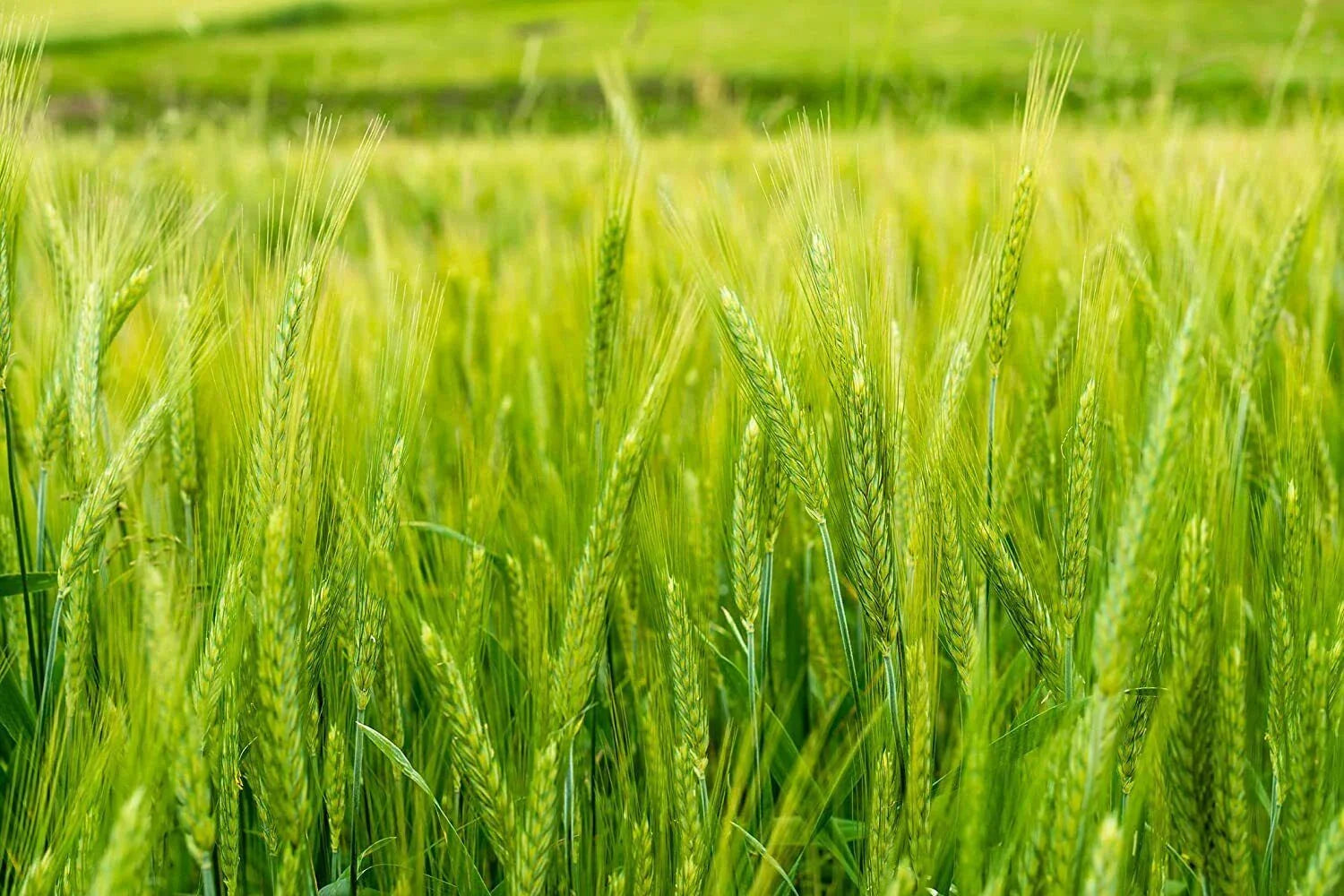 Triticale Seeds for Planting - High Yield, Organic Variety - Triticosecale