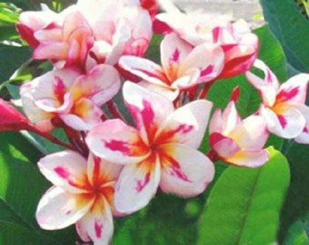 Plumeria Seeds - 5 Pack - White Yellow Pink Flowers - Perennial Plant - Frangipani