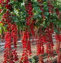 Waterfall Tomato Seeds - 30+ Heirloom Organic Sweet High Yield - Rare Variety - Solanum lycopersicum