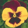 Snow Pansy Seeds - 50 Yellow and Red Flower Seeds - Viola x wittrockiana