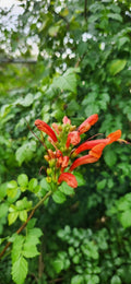 Rooted Cape Honeysuckle Plant - 4" Pot - Attracts Butterflies & Hummingbirds - Tecomaria capensis